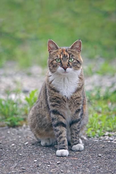 istock Young tabby cat sitting in the backyard and looking curious at camera. Vertical image with selective focus. 2226253597