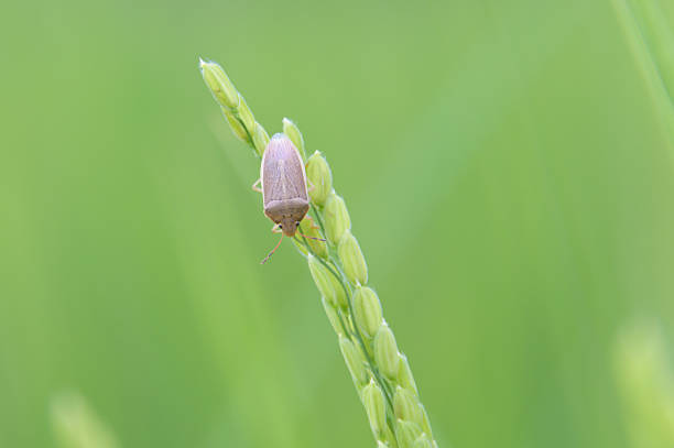 Stink bugs begin to appear on rice ears and then gather around them.\nWhen they appear in large numbers, they can cause spots on the rice, reducing the quality and causing a decrease in the yield.