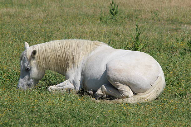 White horse grazing in a meadow with mountains in the background