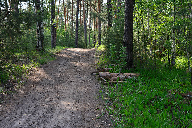 istock Forest Path A Dirt Road Through a Sunlit Woodland wallpaper 2226254684