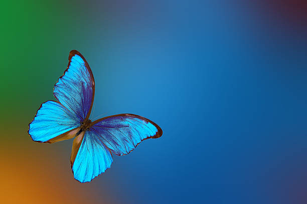 istock bright blue tropical morpho butterfly on a blurred background. summer concept. copy space 2226254825