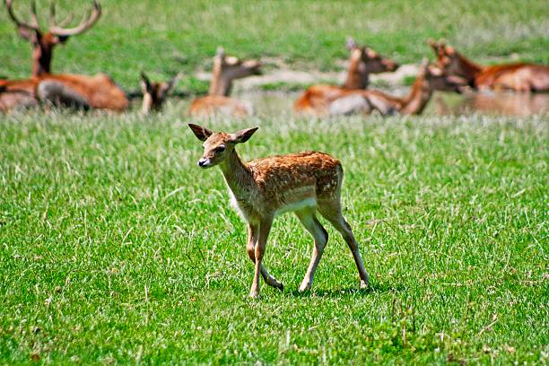 Wild deer grazing in a green backyard during sunny daylight hours, showcasing nature's tranquility and harmony