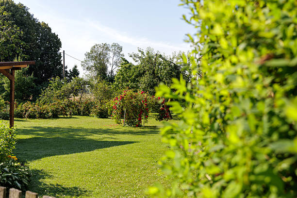 istock Sunny Garden with Blooming Red Roses 2226256350