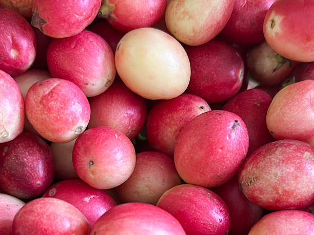 Stock photo shows a Full-frame close-up of fresh karonda fruit (Bengal currant, Carissa carandas) showcasing vibrant red Siro berries. The image highlights the glossy, ripe tropical fruit in detail, emphasizing natural freshness and vivid color