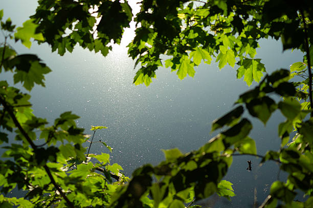 istock Green leaves frame a serene water surface, creating a heart-shaped view 2226256500