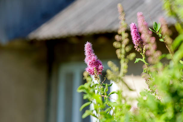 istock Pink Spirea Blooms Against Rustic Building 2226256635