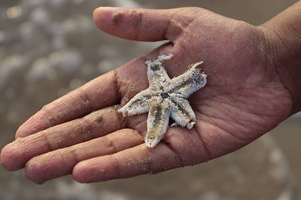 istock A starfish resting on a sandy hand, capturing the essence of vacation mode by the beach. 2226257126
