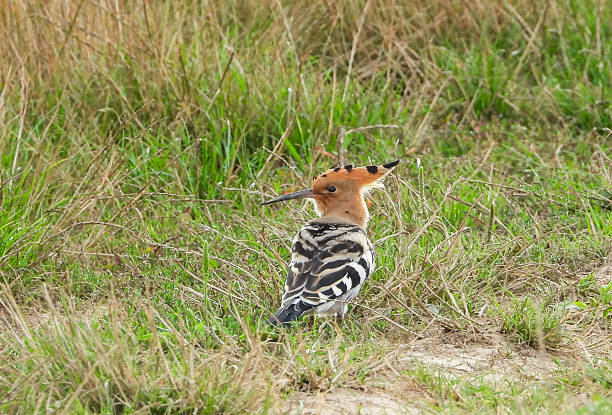 Hoopoe bird in its natural environment