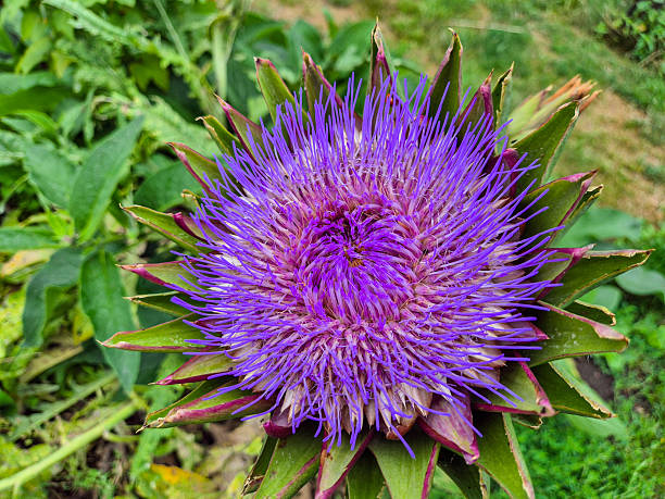 Beautiful Artichoke Bloom in a garden in Nottingham, UK.
