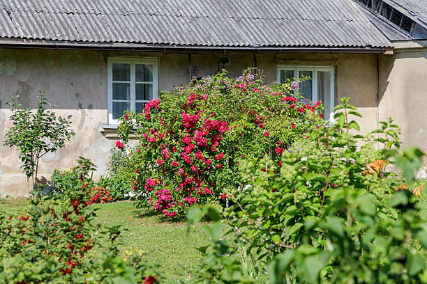 A traditional rustic farmhouse with a grey corrugated roof, flanked by a vibrant red rose bush and green garden foliage.