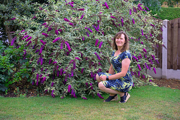 istock Crouching beside the variegated buddleia, in July, 2025. 2226259824