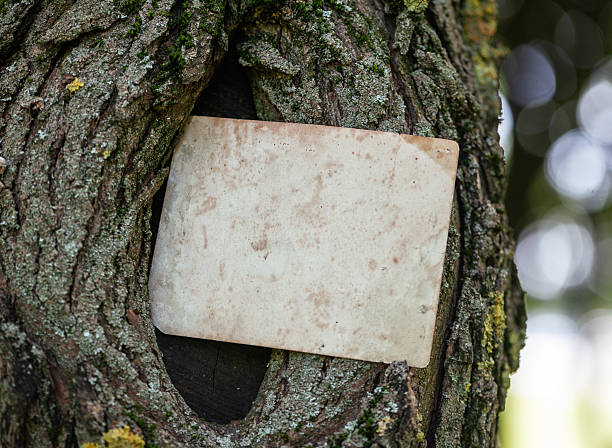 istock Vintage empty paper on the old wooden bark texture 2226260137