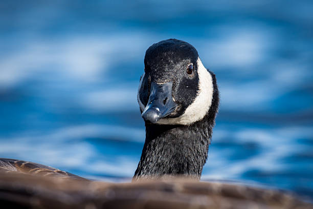 Close up of Canada goose swimming on a lake