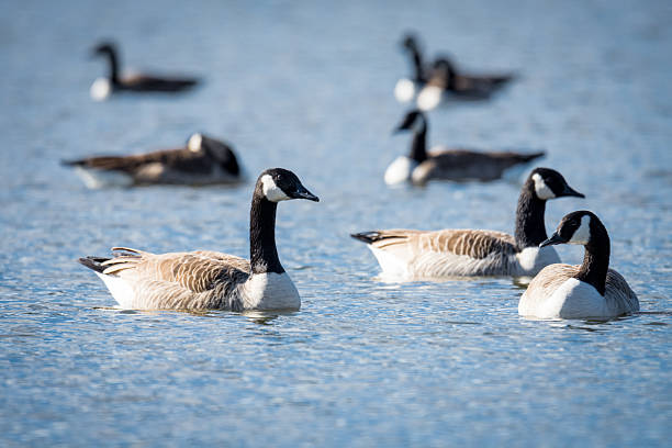 Group of Canada geese swimming on a lake