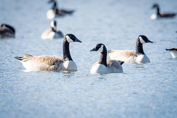 Group of Canada geese swimming on a lake