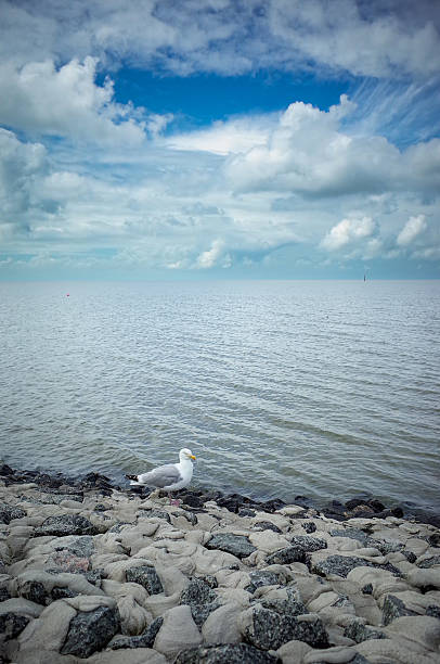 Norddeich, Germany. July 13, 2025. A seagull at the North Sea coast near Norddeich in East Frisia, captured in its natural coastal habitat by the tidal flats and fresh sea air