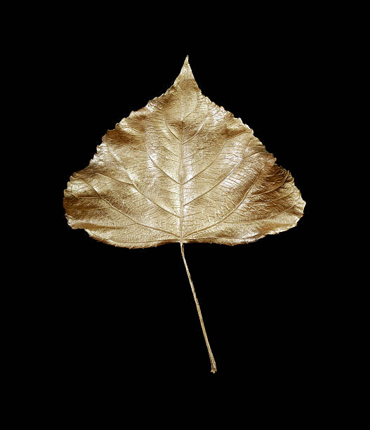 istock golden autumn leaf isolated on black 2226262458