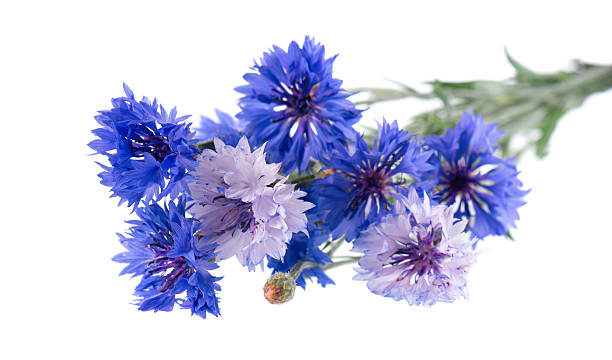 istock Blue Cornflower isolated on white background. Centaurea cyanus or bachelor's button flowers. 2226262539