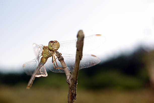 istock dragonfly sitting on a dry branch. close up 2226262927