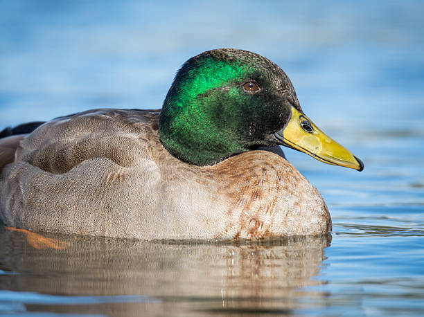 istock Mallard duck swimming on a pond 2226263245