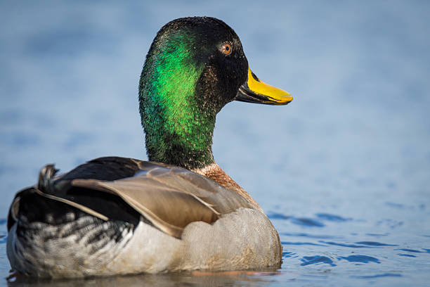 istock Mallard duck swimming on a pond 2226264810