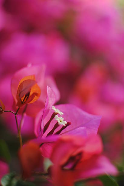 istock Lush Pink Bougainvillea in Full Bloom 2226265553