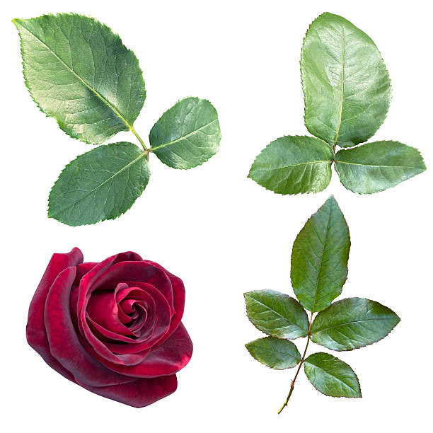 istock Cutout pink rose bud, rose branches and leaves isolated on white background. 2226266161