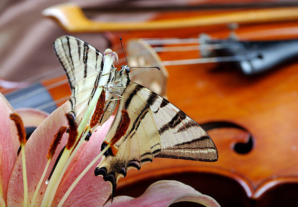 istock violin and butterfly on a silk background. violin and lily. 2226266614