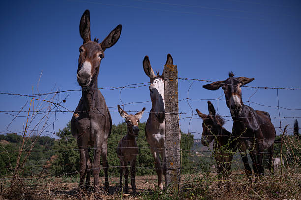 A donkey peeking over a fence