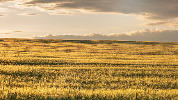 istock The ripening grain under a setting sun with a golden glow 2226267068