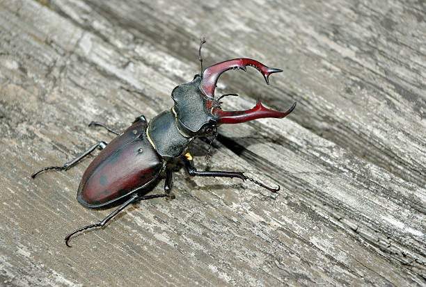 stag beetle on the old tree. close up.