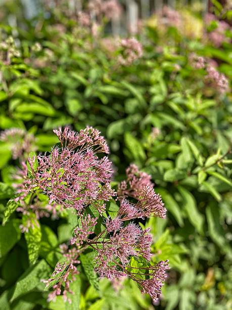 istock Bumblebee on Blooming Joe-Pye Weed in Summer Garden 2226268421