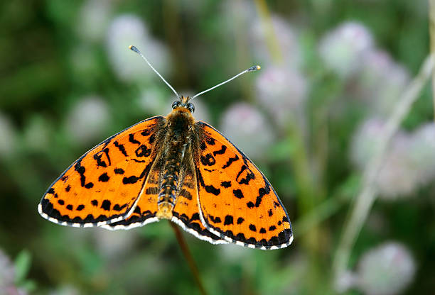 istock Bright red butterfly on a meadow. Brush-footed butterflies. Close up 2226268620