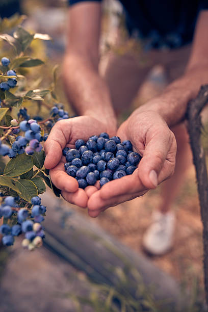 istock Farmer holding fresh blueberries on a farm. 2226268695