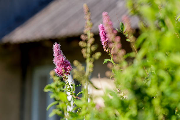 istock Pink Spirea Blooms Against Rustic Building 2226268748
