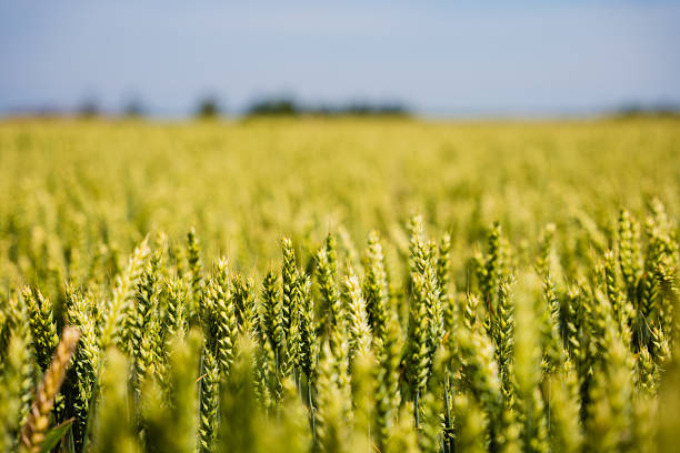 Imagem: Istockphoto.com Imagem: Istockphoto.com