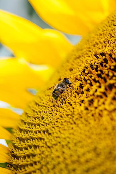 Bees interact with blooming sunflowers in a natural setting. Concept pollination, crop vitality, and agricultural ecosystems