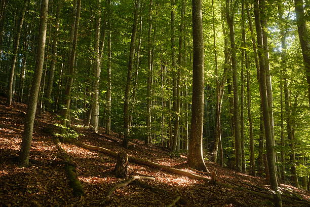 Beech trees with fresh green leaves during springtime in the Hallerbos in Belgium.