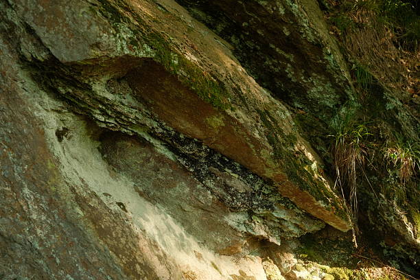 istock A detailed closeup view of a tree trunk that has moss growing on it 2226272744