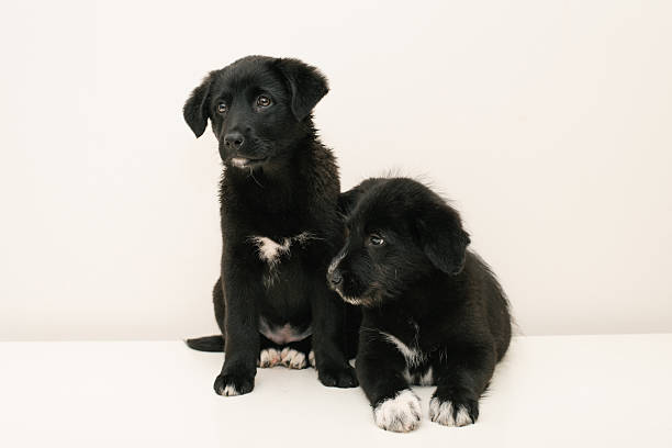 istock Two Adorable Puppies Sitting Together 2226275838