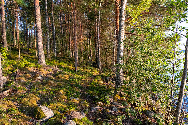 Northern European nature. Pine forest, tree trunks close-up in the light of the setting sun.