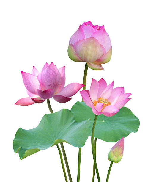 istock Botanical pink lotus flower and leaf in nature 2226277326