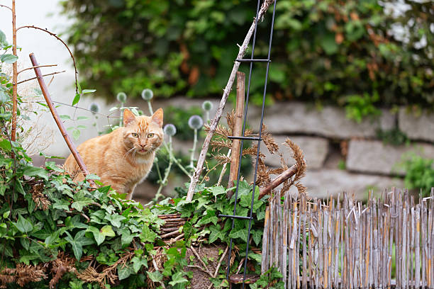 ginger cat is standing in summer garden, about to meow