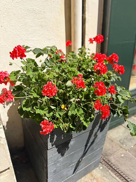 istock Image of wooden container with red geraniums / summer flowering pelargoniums in full bloom, vibrant flowering plants 2226278708