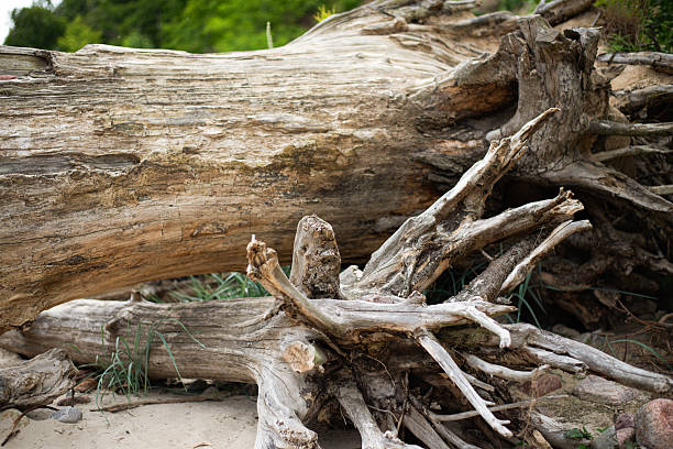Weathered fallen trees with exposed roots lie on a sandy forest floor, showcasing raw natural textures and the passage of time. The cracked bark and driftwood-like appearance contrast with the green vegetation in the background. Ideal for themes of nature
