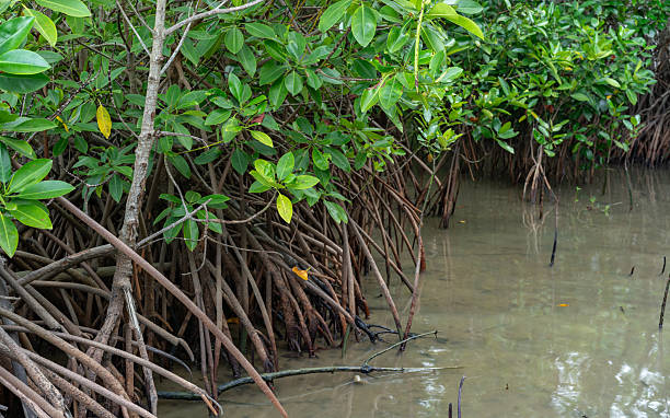 istock Lush green mangrove forest with aerial roots extending into murky water in Thailand 2226281663