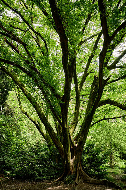 istock Silhouette of old tree trunk in green deciduous forest on a sunny summer day. 2226281879