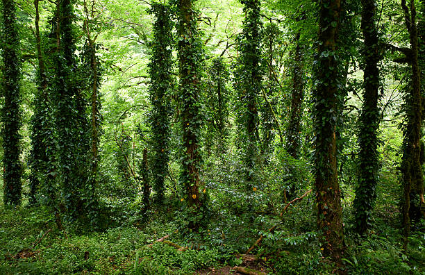 Silhouettes of mysterious green old tree deciduous trunks in forest on a sunny summer day.