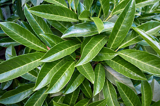 The background close-up green shiny leaves pattern