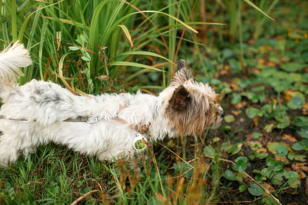 Yorkshire-Terrier dog with GPS tracker outdoors in summer
